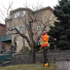 Entreprises 1 image MAJESTIC MAPLE TREE SERVICE & PROPERTY MAINTENANCE Tree Work & Forestry Services dans Etobicoke ON