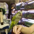 Entreprises 1 image MARTA'S PET AND AQUARIA Shopping dans York ON