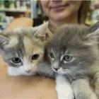 Entreprises 6 image MARTA'S PET AND AQUARIA Shopping dans York ON