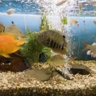 Entreprises 7 image MARTA'S PET AND AQUARIA Shopping dans York ON