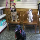 Entreprises 3 image MARTIN VETERINARY HOSPITAL Veterinarians dans Etobicoke ON