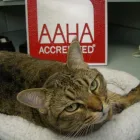 Entreprises 1 image MARTIN VETERINARY HOSPITAL Veterinarians dans Etobicoke ON