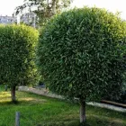 Business 1 image MARTY'S TREE REMOVAL & PRUNING Tree Service/surgeons in Winnipeg MB