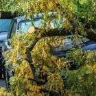 Business 2 image MARTY'S TREE REMOVAL & PRUNING Tree Service/surgeons in Winnipeg MB
