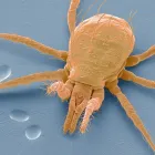 Business 1 image MERKEM PEST SOLUTIONS Pest & Vermin Control in Toronto ON