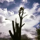 Entreprises 2 image MITCHEL'S ALL SEASON Tree Work & Forestry Services dans Winnipeg MB