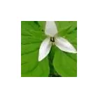 Entreprises 1 image MONTFORT RENAISSANCE - ADMINISTRATION Mental Health Counselors dans Ottawa ON