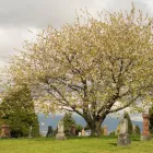 Entreprises 20 image MOUNTAIN VIEW CEMETERY Community & Government dans Vancouver BC