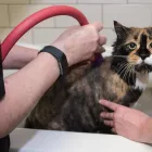 Business 2 image MUDDY PAWS PET FOOD & GROOMING SALON Pet Grooming Services in Scarborough ON