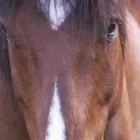 Entreprises 1 image MURDOCH VETERINARY CLINIC Veterinarians dans Prince George BC