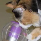 Entreprises 2 image MURDOCH VETERINARY CLINIC Veterinarians dans Prince George BC