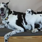 Entreprises 4 image MURDOCH VETERINARY CLINIC Veterinarians dans Prince George BC