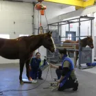 Entreprises 6 image MURDOCH VETERINARY CLINIC Veterinarians dans Prince George BC