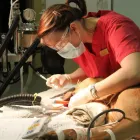 Entreprises 7 image MURDOCH VETERINARY CLINIC Veterinarians dans Prince George BC