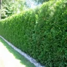 Business 5 image MY HEALTHY LAWN .CA Real Estate & Home Improvement in Mississauga ON