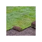Business 6 image MY HEALTHY LAWN .CA Real Estate & Home Improvement in Mississauga ON