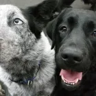 Entreprises 4 image NANAIMO PET SERVICES Pet Grooming Services dans Nanaimo BC