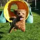 Entreprises 5 image NANAIMO PET SERVICES Pet Grooming Services dans Nanaimo BC