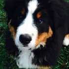 Entreprises 6 image NANAIMO PET SERVICES Pet Grooming Services dans Nanaimo BC