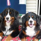 Entreprises 7 image NANAIMO PET SERVICES Pet Grooming Services dans Nanaimo BC