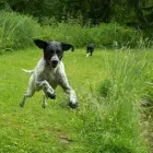 Entreprises 8 image NANAIMO PET SERVICES Pet Grooming Services dans Nanaimo BC