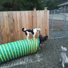 Entreprises 9 image NANAIMO PET SERVICES Pet Grooming Services dans Nanaimo BC