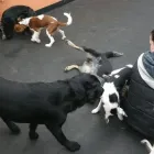 Entreprises 10 image NANAIMO PET SERVICES Pet Grooming Services dans Nanaimo BC