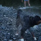 Entreprises 2 image NANAIMO PET SERVICES Pet Grooming Services dans Nanaimo BC