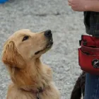 Entreprises 3 image NANAIMO PET SERVICES Pet Grooming Services dans Nanaimo BC