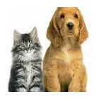 Entreprises 4 image NAPA VALLEY ANIMAL HOSPITAL Veterinarians dans Woodbridge ON