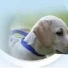 Entreprises 1 image NAPA VALLEY ANIMAL HOSPITAL Veterinarians dans Woodbridge ON