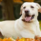 Business 5 image NO 2 RD ANIMAL HOSPITAL Veterinarians in Richmond BC