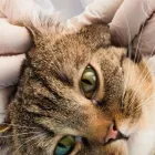 Business 10 image NO 2 RD ANIMAL HOSPITAL Veterinarians in Richmond BC