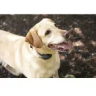 Entreprises 2 image OTTAWA DOGWATCH Shopping dans Kemptville ON