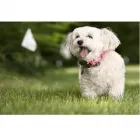 Entreprises 3 image OTTAWA DOGWATCH Shopping dans Kemptville ON