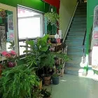 Entreprises 1 image OTTAWA FLOWERS Shopping dans Ottawa ON