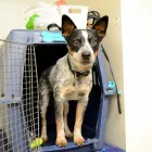 Business 2 image PARTNERS NATURALLY INC Pet Grooming Services in Grande Prairie AB