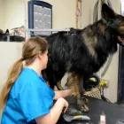 Business 20 image PARTNERS NATURALLY INC Pet Grooming Services in Grande Prairie AB