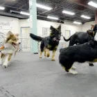 Business 31 image PARTNERS NATURALLY INC Pet Grooming Services in Grande Prairie AB