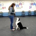 Business 42 image PARTNERS NATURALLY INC Pet Grooming Services in Grande Prairie AB