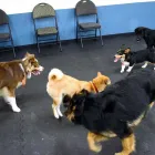 Business 5 image PARTNERS NATURALLY INC Pet Grooming Services in Grande Prairie AB