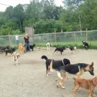 Business 2 image PENSION ET TOILETTAGE DESBEC Pet Sitters in Sherbrooke QC