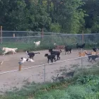 Business 1 image PENSION ET TOILETTAGE DESBEC Pet Sitters in Sherbrooke QC