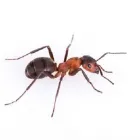 Entreprises 10 image PEST CONTROL MARKHAM EXTERMINATOR Pest Control Equipment & Supplies dans Markham ON