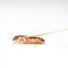 Entreprises 11 image PEST CONTROL MARKHAM EXTERMINATOR Pest Control Equipment & Supplies dans Markham ON