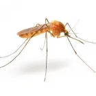 Entreprises 12 image PEST CONTROL MARKHAM EXTERMINATOR Pest Control Equipment & Supplies dans Markham ON