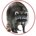 Entreprises 13 image PEST CONTROL MARKHAM EXTERMINATOR Pest Control Equipment & Supplies dans Markham ON