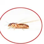 Entreprises 15 image PEST CONTROL MARKHAM EXTERMINATOR Pest Control Equipment & Supplies dans Markham ON