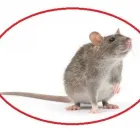 Entreprises 17 image PEST CONTROL MARKHAM EXTERMINATOR Pest Control Equipment & Supplies dans Markham ON