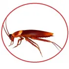 Entreprises 20 image PEST CONTROL MARKHAM EXTERMINATOR Pest Control Equipment & Supplies dans Markham ON